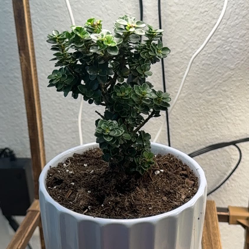 Photo of the plant species Dwarf Pagoda by @theonlyjillinn named Mika on Greg, the plant care app