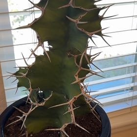Photo of the plant species Cow's Horn Plant by @theonlyjillinn named Astreya on Greg, the plant care app