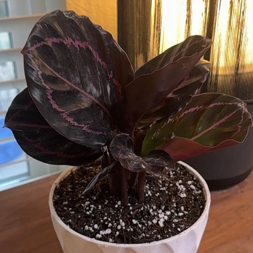 Photo of the plant species Calathea Dottie by @theonlyjillinn named Vanta on Greg, the plant care app