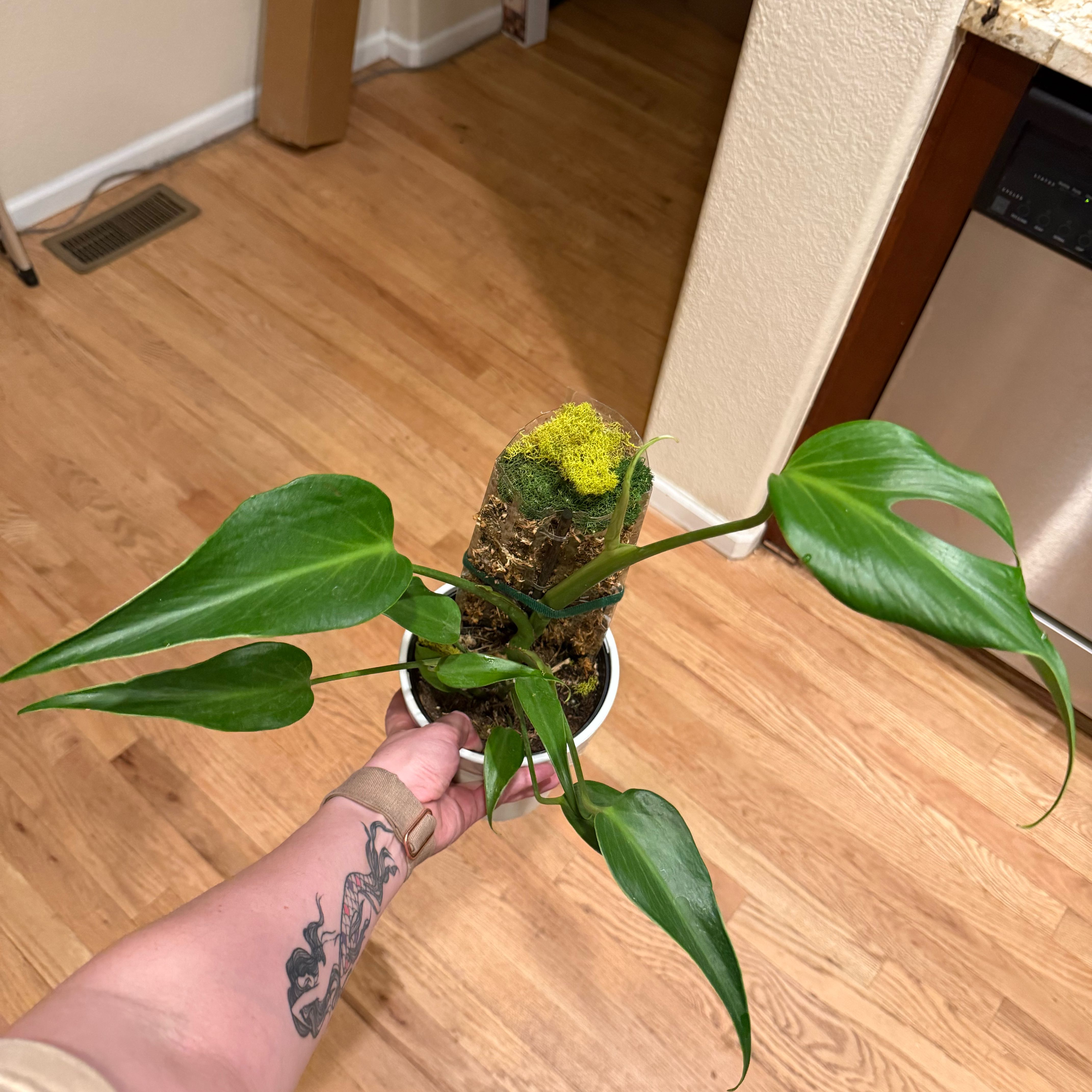 Photo of the plant species Monstera 'Burle Marx Flame' by @theonlyjillinn named Esmeralda on Greg, the plant care app