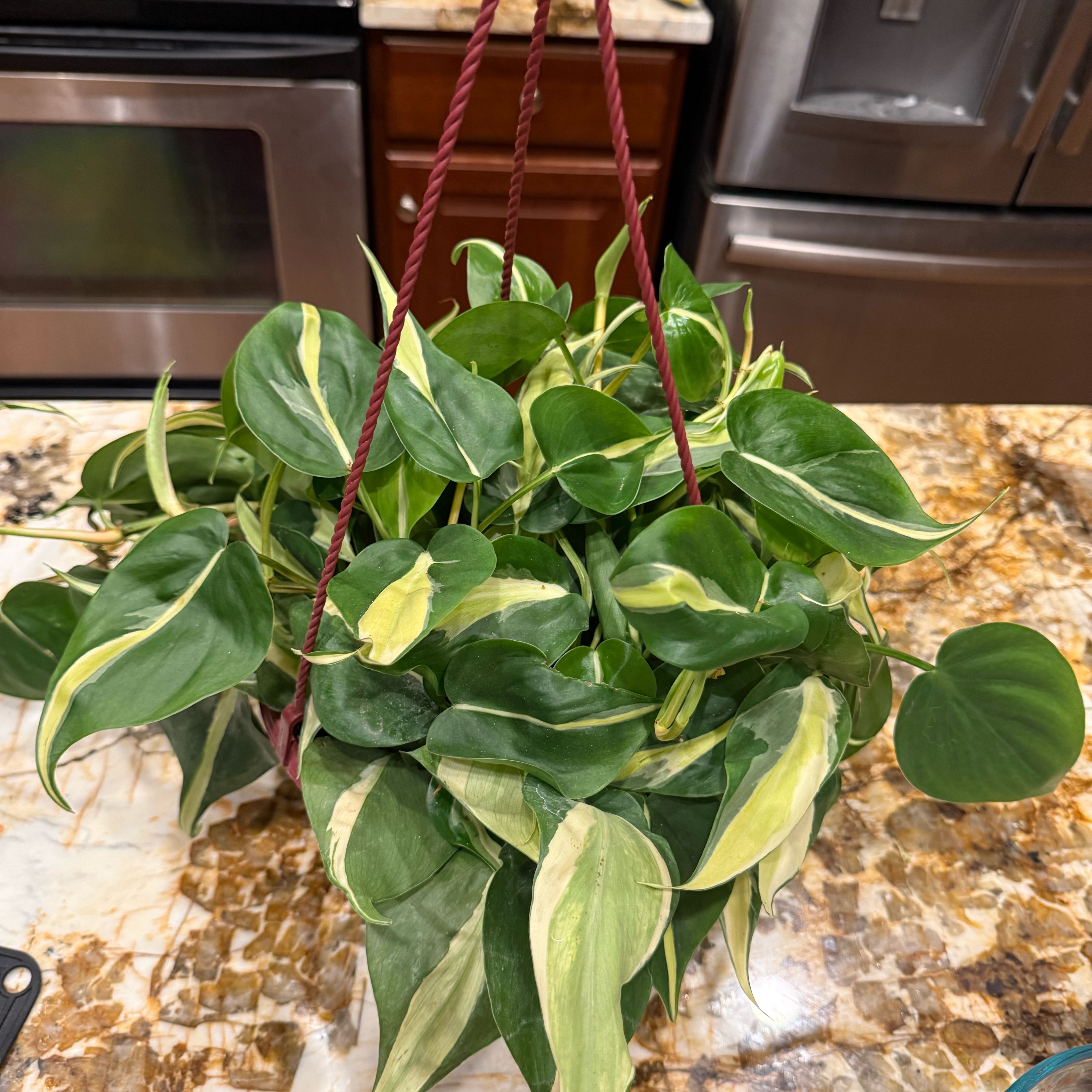 Photo of the plant species Philodendron 'Cream Splash' by @theonlyjillinn named Estrella on Greg, the plant care app