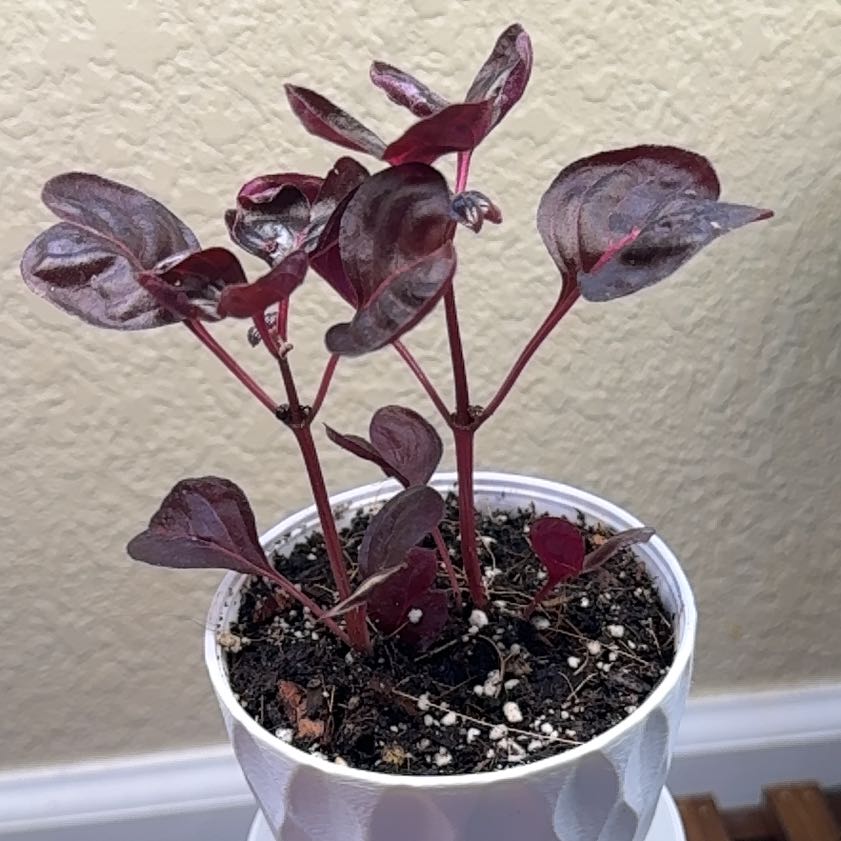 Photo of the plant species Schumi Red Peperomia by @theonlyjillinn named Sangria on Greg, the plant care app