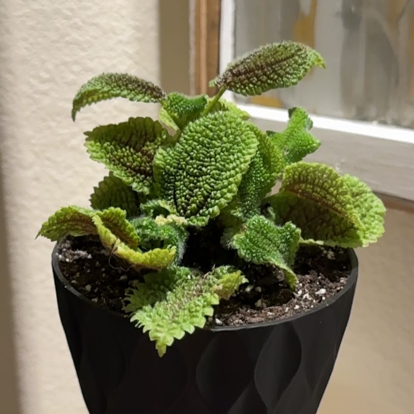 Photo of the plant species Pilea 'Moon Valley' by @theonlyjillinn named Rue on Greg, the plant care app
