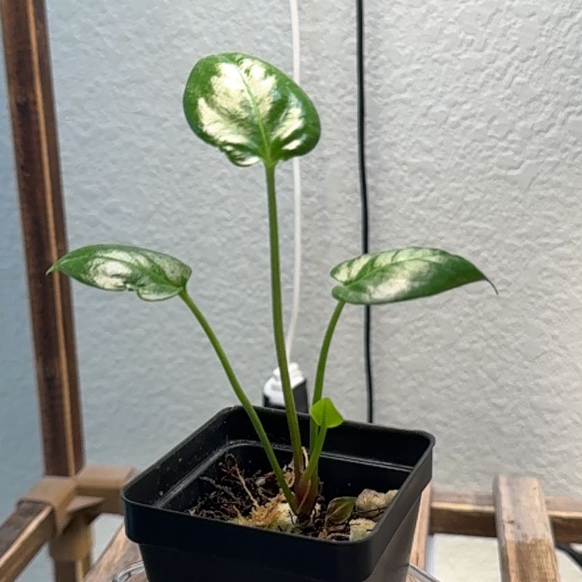 Photo of the plant species Bird's nest anthurium by @theonlyjillinn named Willow on Greg, the plant care app
