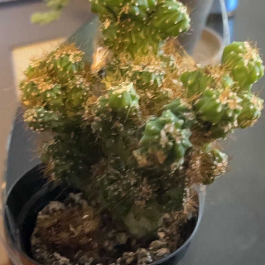 Photo of the plant species Peruvian Apple Cactus Monstrose by @AbleLavaranos73 named Delilah on Greg, the plant care app