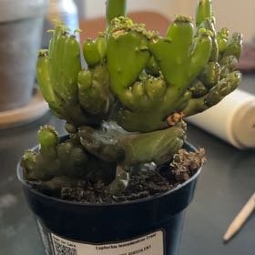 Photo of the plant species Euphorbia leucodendron f. cristata by @AbleLavaranos73 named Baesil on Greg, the plant care app