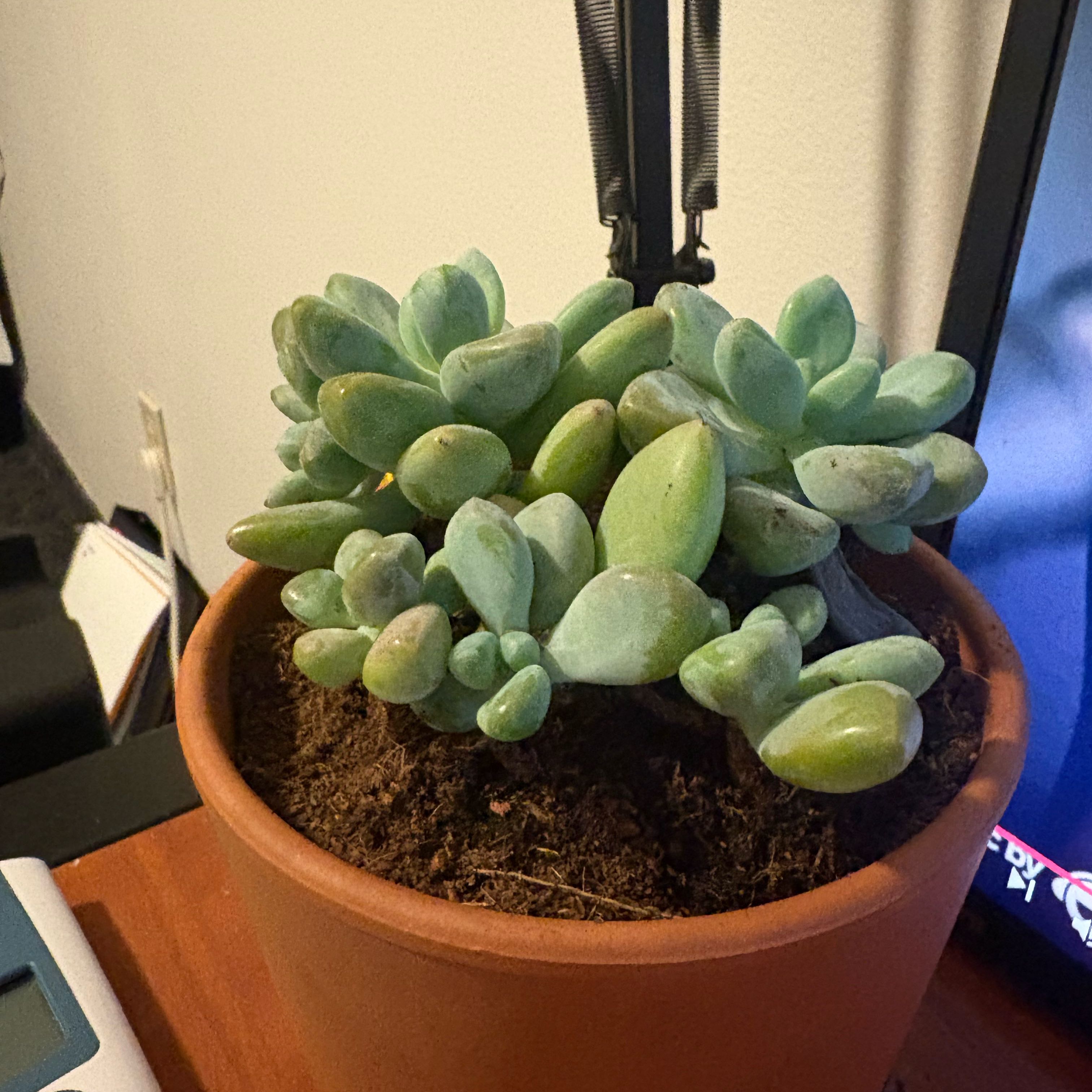 Photo of the plant species Graptosedum 'Blue Giant' by @VipLilac91 named Ferda on Greg, the plant care app