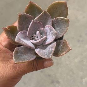 Photo of the plant species Graptoveria 'Jacaranda' by @BraveRedsage19 named Pax on Greg, the plant care app