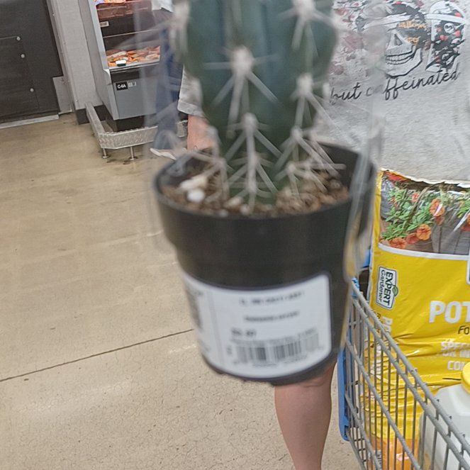 Photo of the plant species Assorted Stetsonia by @LovelyLilacsage named Spikey steve on Greg, the plant care app