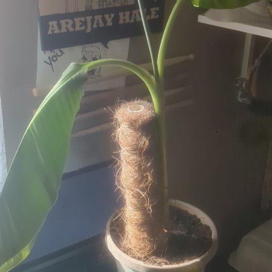 Photo of the plant species Ice Cream Banana by @ShrewdMakura40 named Rainier on Greg, the plant care app