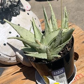 Photo of the plant species Aloe 'Snow Drift' by @TopPegaropa39 named Nemo on Greg, the plant care app