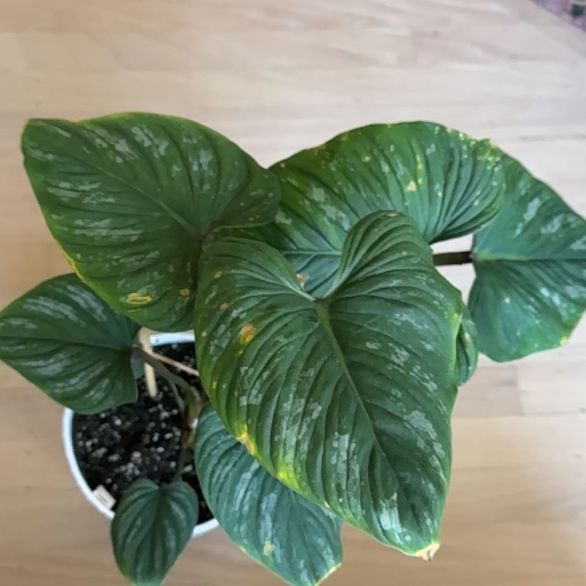 Photo of the plant species Philodendron mamei by @HumbleFicus75 named Adam plantler on Greg, the plant care app