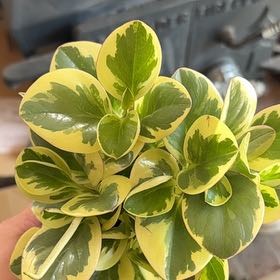 Photo of the plant species Peperomia Citrus Twist by @PivotalBanana85 named Fernie Saunders on Greg, the plant care app