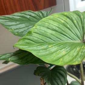 Photo of the plant species Philodendron mamei by @GiftedElkweed66 named Phil on Greg, the plant care app