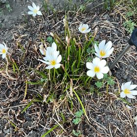 Photo of the plant species Rain Lily by @BeefyPlanty65 named Peter Parker on Greg, the plant care app