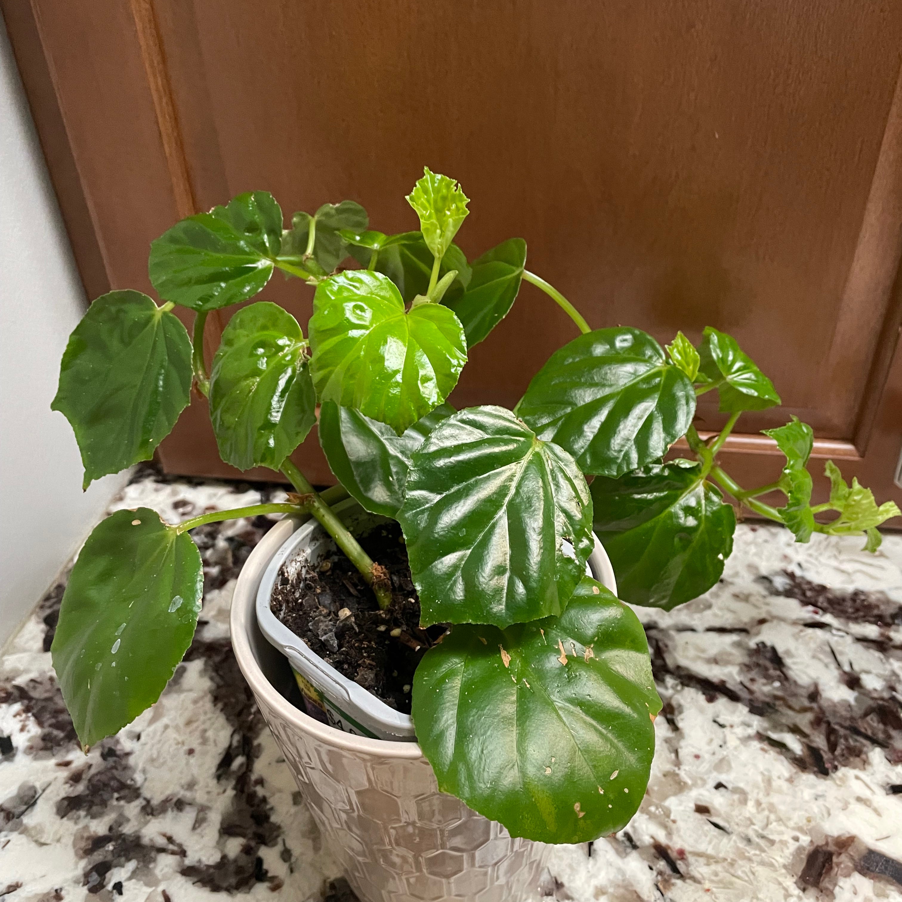 MorningGlory Begonia How Much Water & Light Does it Need to Thrive?