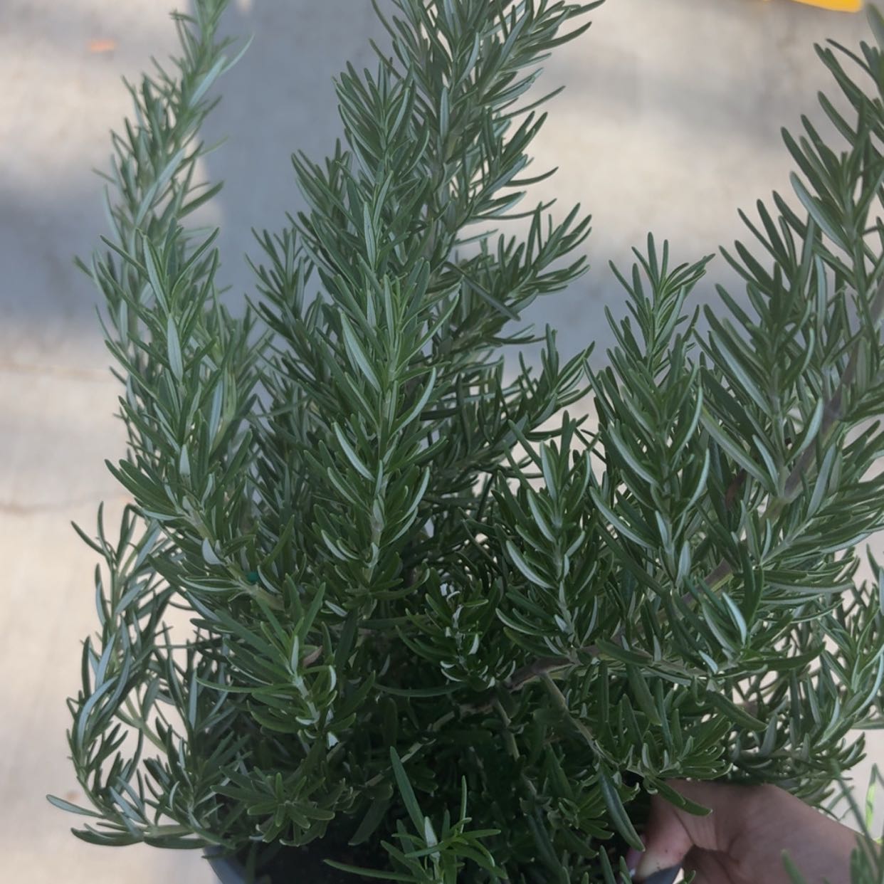 Photo of the plant species rosemary by @EarlyPecan89 named Sol on Greg, the plant care app