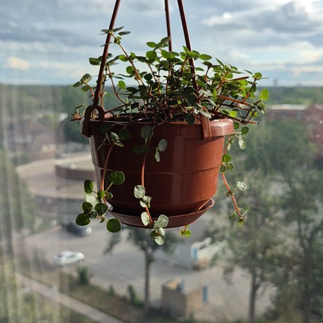 Photo of the plant species Pilea Silver Sparkle by @LadyBroccoli13 named Artemis on Greg, the plant care app