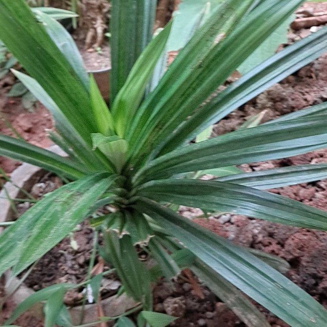 Photo of the plant species Indian Bay Leaf by @CaringDeerbrush named Leonardo on Greg, the plant care app