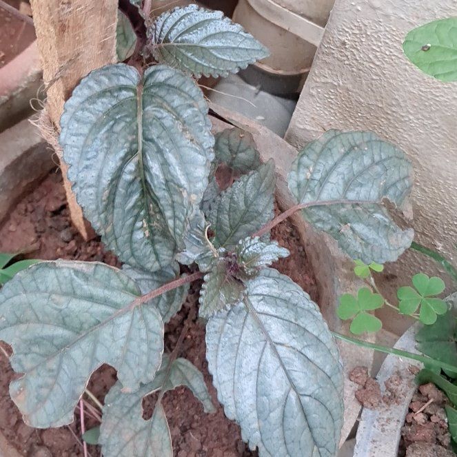 Photo of the plant species Red Flame Ivy by @CaringDeerbrush named Harmony on Greg, the plant care app