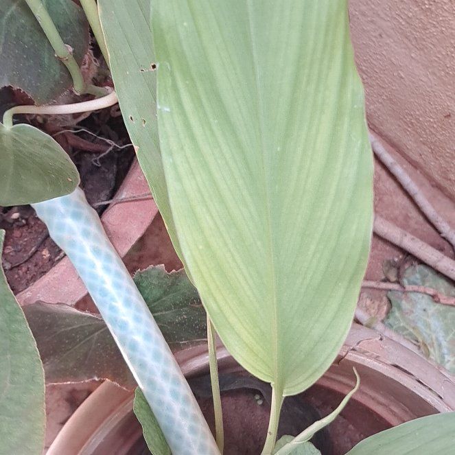 Photo of the plant species Turmeric by @CaringDeerbrush named Gaga on Greg, the plant care app