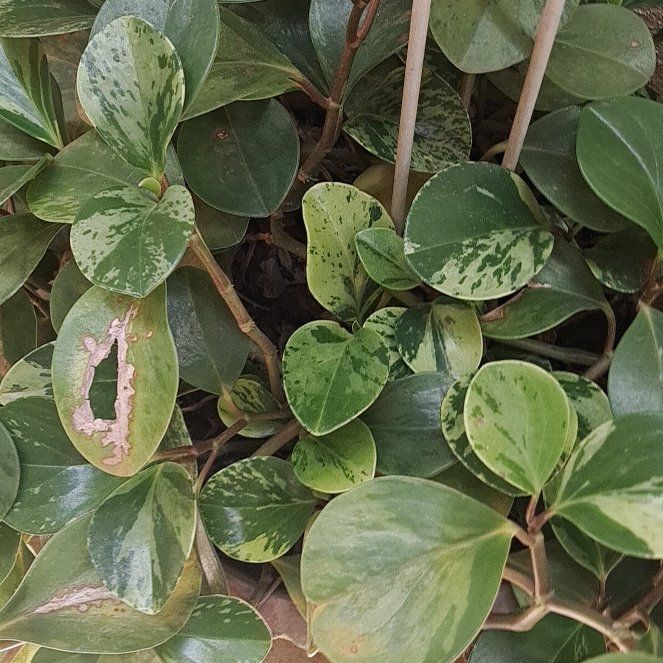 Photo of the plant species Pepperomia by @CaringDeerbrush named Taylor Swift on Greg, the plant care app