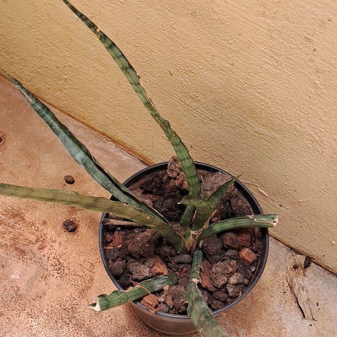 Photo of the plant species Black Gold Snake Plant by @CaringDeerbrush named Emerson on Greg, the plant care app