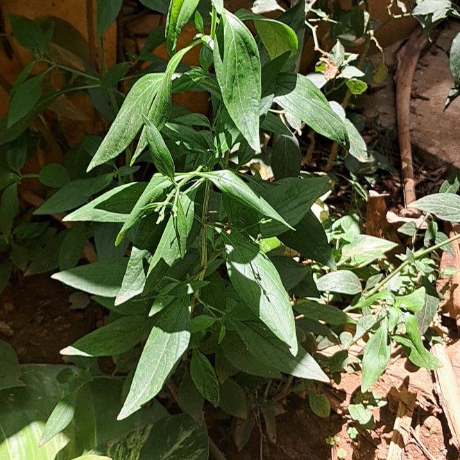Photo of the plant species Creat by @CaringDeerbrush named Bella on Greg, the plant care app