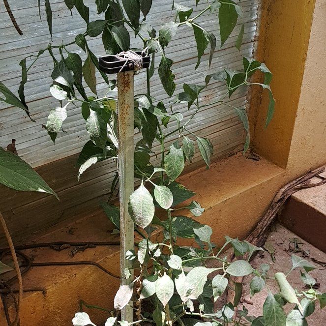 Photo of the plant species European Hackberry by @CaringDeerbrush named Michelle Branch on Greg, the plant care app