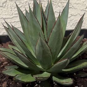 Photo of the plant species Blue Agave by @PunchyArugula34 named Ronaldo on Greg, the plant care app