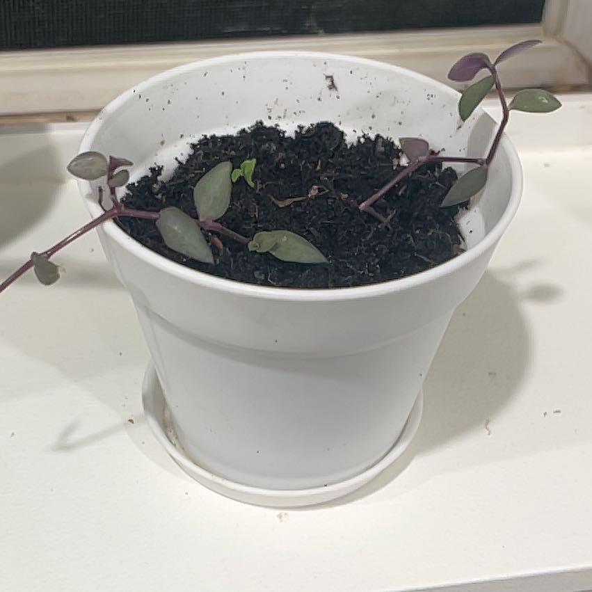 Photo of the plant species Turtle Vine by @DSquires4 named Apollo on Greg, the plant care app