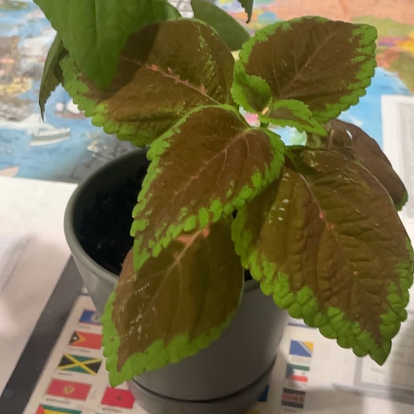 Photo of the plant species Black Dragon Coleus by @DSquires4 named Watson on Greg, the plant care app