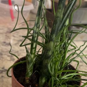 Photo of the plant species Sanseveria fernwood by @DSquires4 named Achilles on Greg, the plant care app