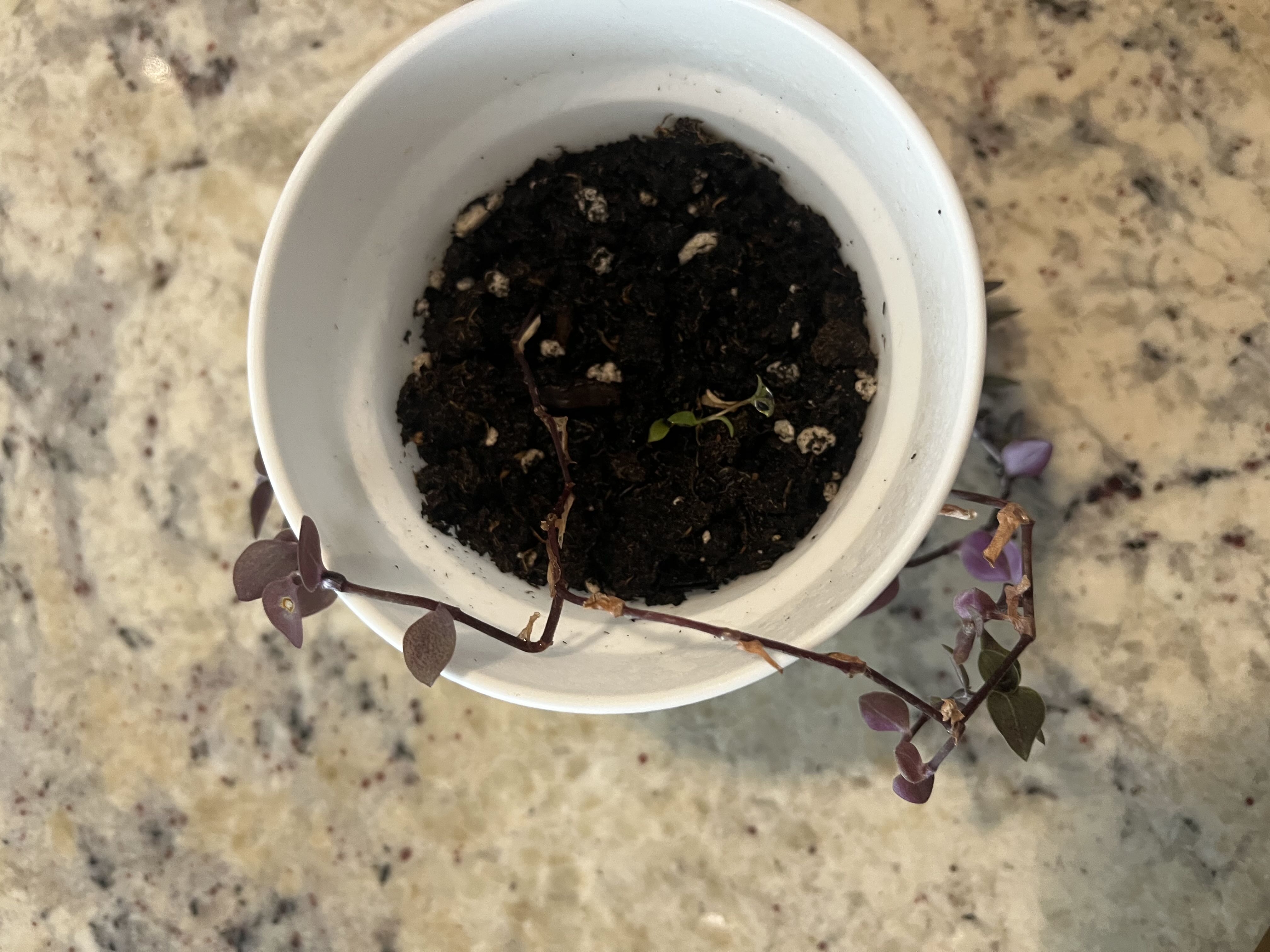 Photo from the post