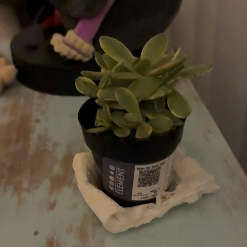Photo of the plant species Variegated Crassula platyphylla by @JuicyCigarplant named Susan on Greg, the plant care app