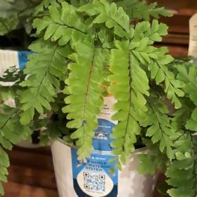 Photo of the plant species Bronze Venus Maidenhair Fern by @FunLimetuff22 named Bruce Lee on Greg, the plant care app