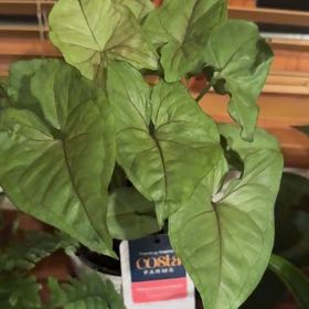 Photo of the plant species Syngonium 'Cream' by @FunLimetuff22 named Rainier on Greg, the plant care app