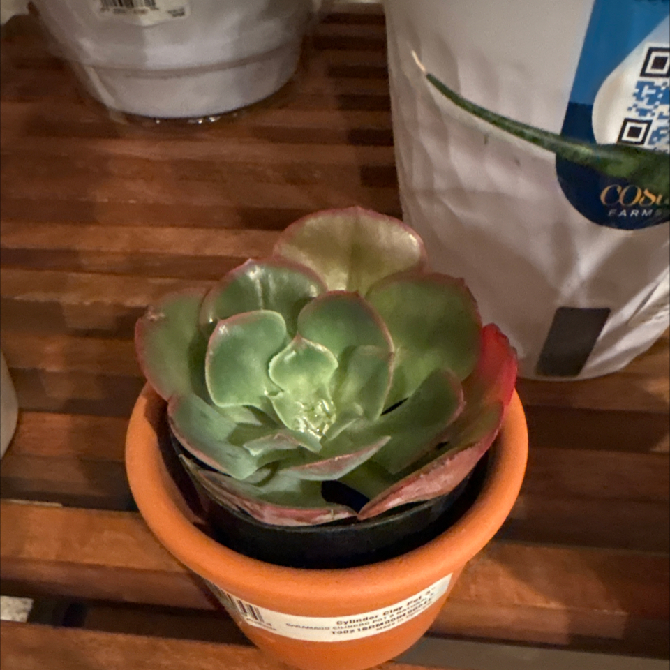 Photo of the plant species Echeveria 'Persia' by @FunLimetuff22 named Mollie on Greg, the plant care app
