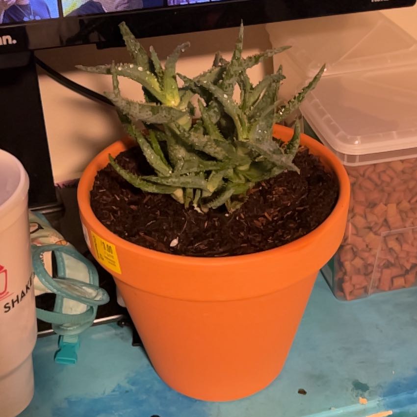 Photo of the plant species Aloe 'Purple People Eater' by @GiddyKentiapalm named Spikes on Greg, the plant care app