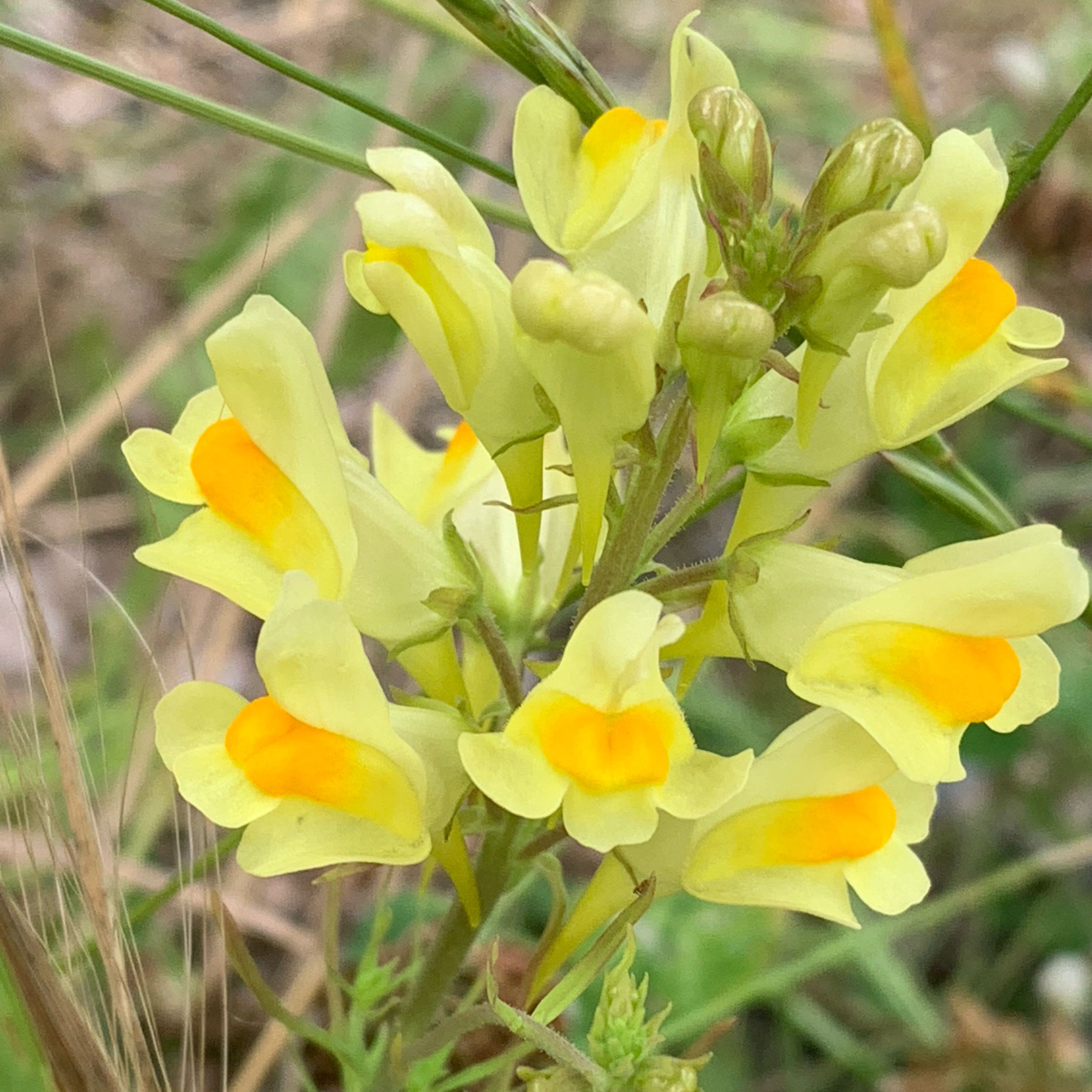 Photo of the plant species Butter and Eggs by @TotalBonsai43 named Fernie Saunders on Greg, the plant care app