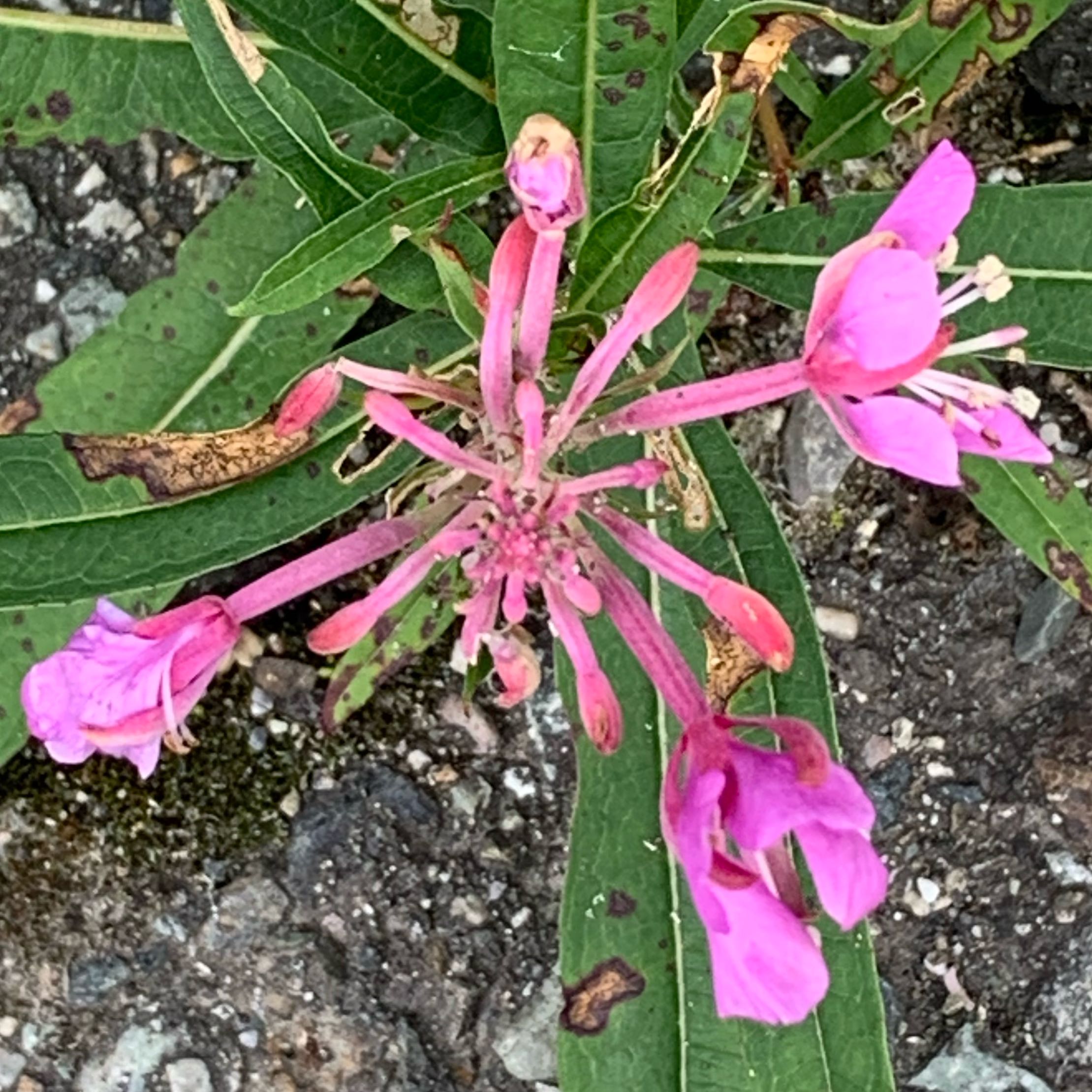 Plant care for Fuchsia 'Ocean Beach' on Greg, the plant care app