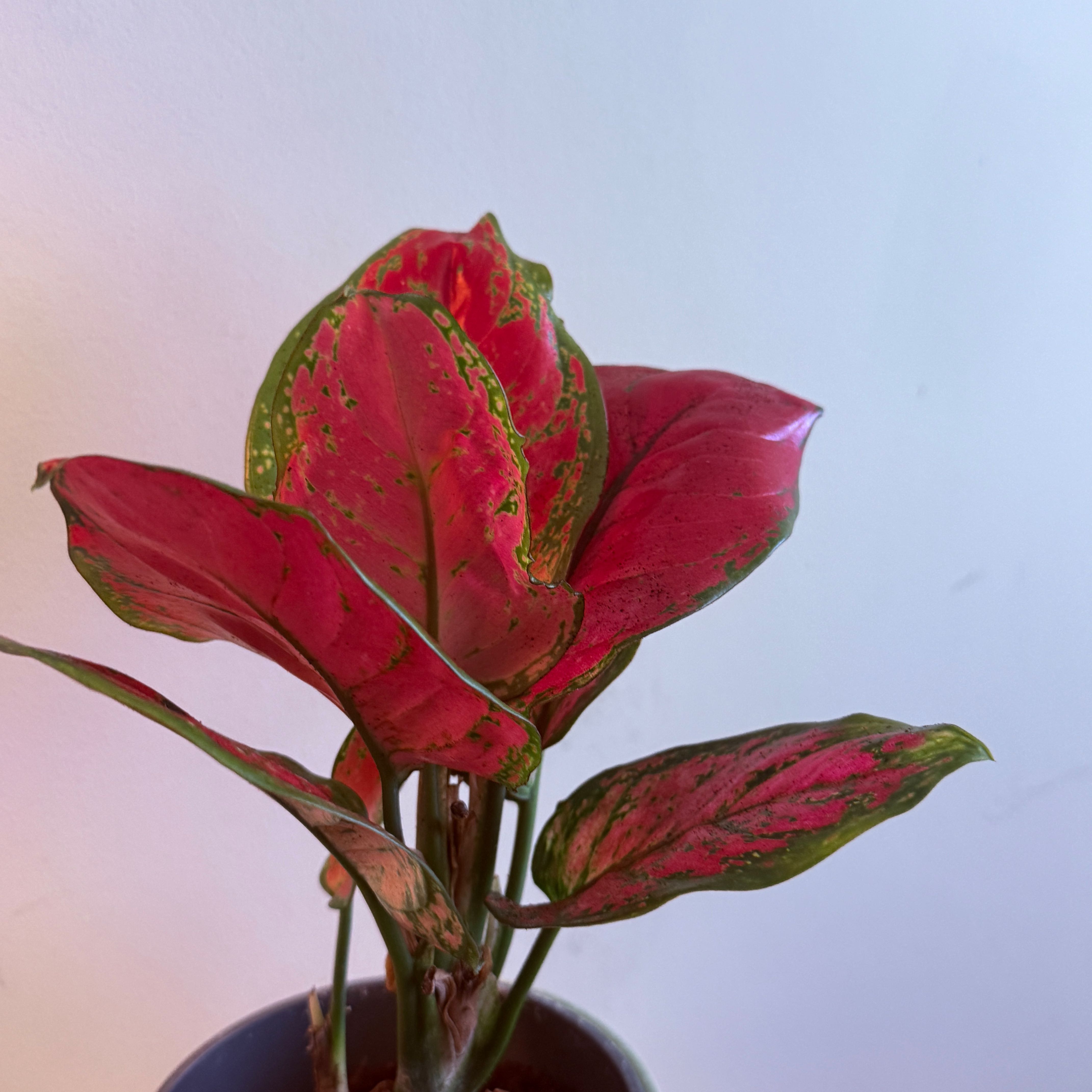 Photo of the plant species Aglaonema 'Ruby' by @AwakeKaraka76 named Leonardo on Greg, the plant care app