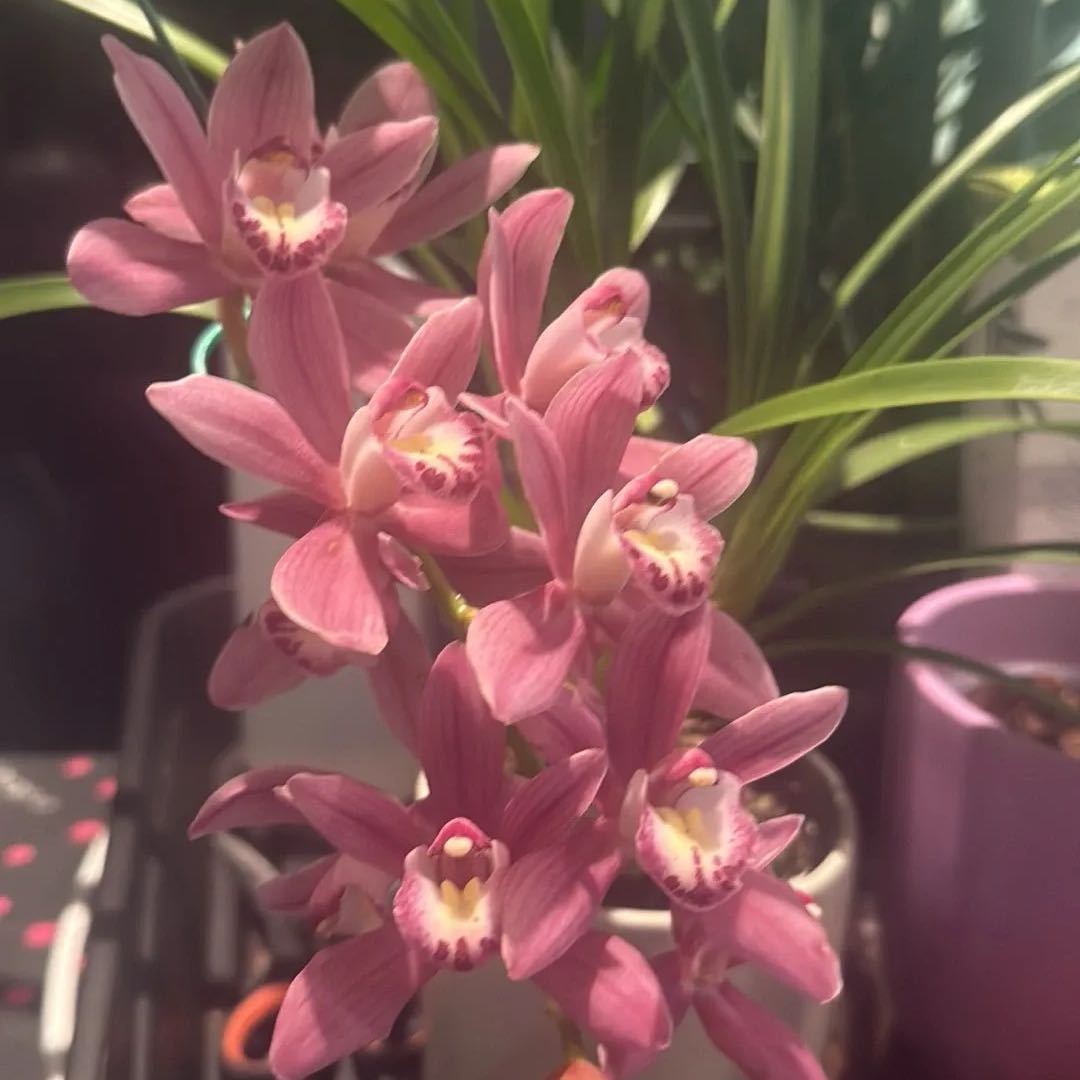 Photo of the plant species Cymbidium 'Pink' by @AwakeKaraka76 named Sigmund on Greg, the plant care app
