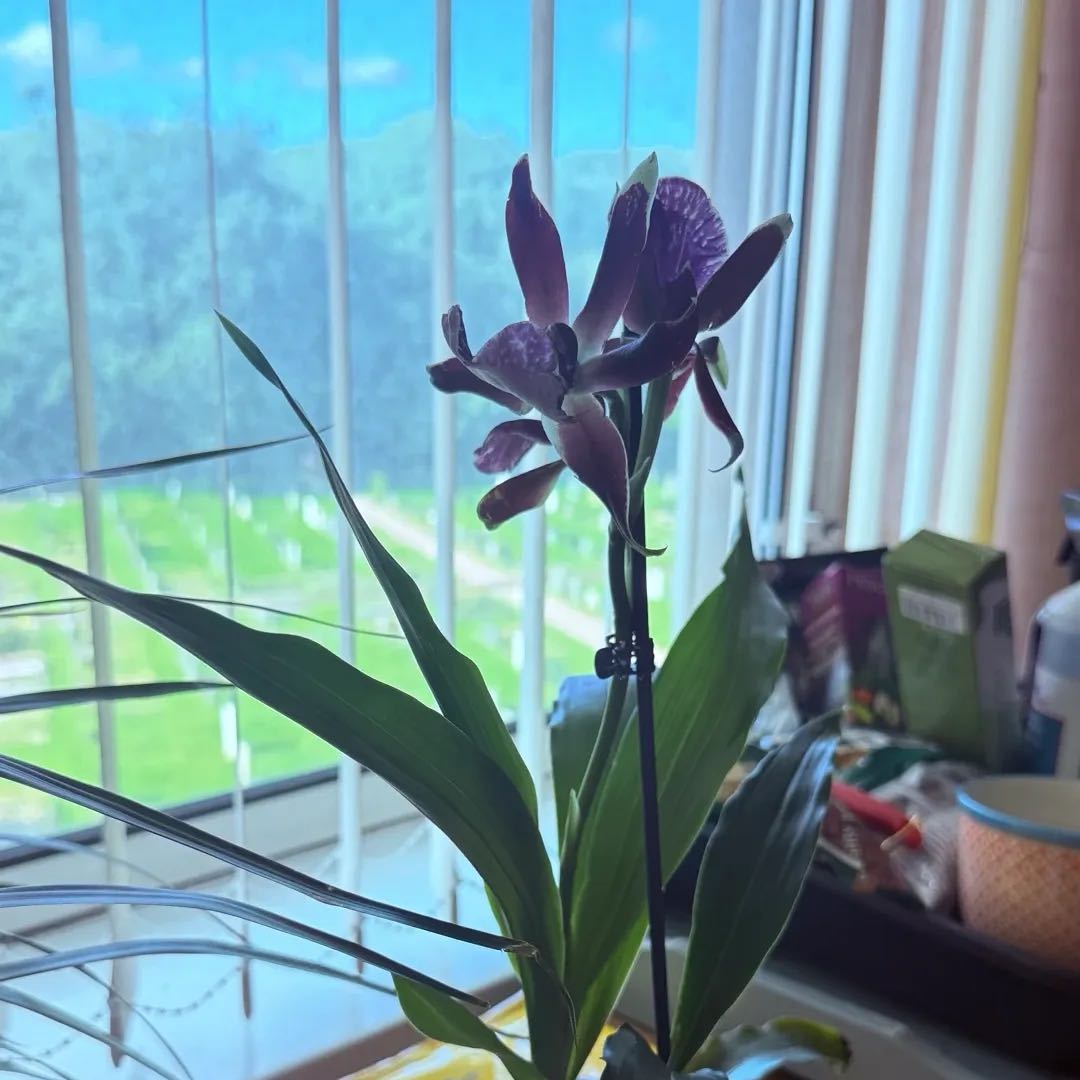 Photo of the plant species Zygopetalum Orchid by @AwakeKaraka76 named Wall-E on Greg, the plant care app