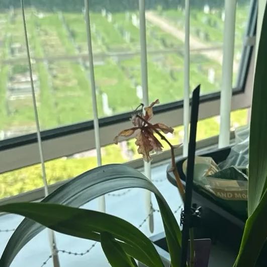 Photo of the plant species Cambria Orchid by @AwakeKaraka76 named Anne on Greg, the plant care app