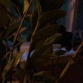 Photo of the plant species Goldenrod by @UnimpededNoni19 named Bigleef Smalls on Greg, the plant care app