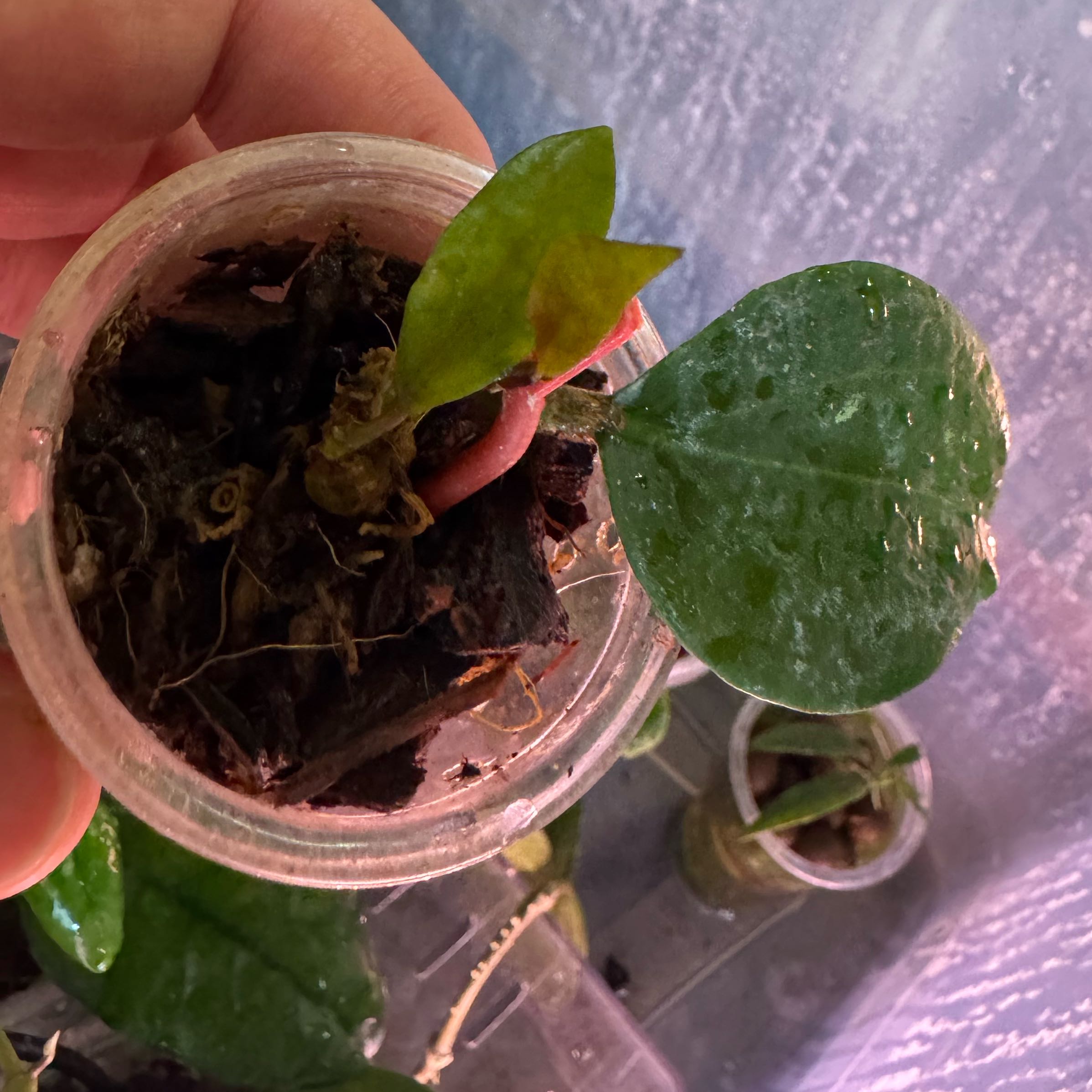 Photo of the plant species Hoya limoniaca by @GaietyEndive45 named H. limoniaca on Greg, the plant care app