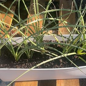 Photo of the plant species Red Hot Poker by @PerkyTaraire31 named Sahara on Greg, the plant care app