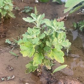 Photo of the plant species Oldwoman by @PerkyTaraire31 named Coco on Greg, the plant care app