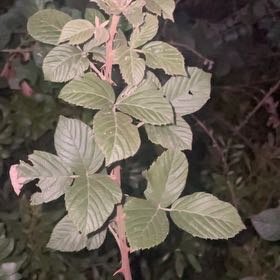 Photo of the plant species Zarzamora by @PerkyTaraire31 named Dolores on Greg, the plant care app